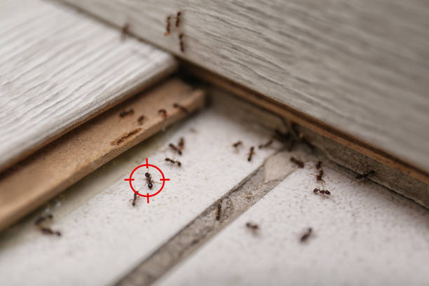 Best Mosquito Control Services  in Fremont, NE